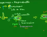 biologia-botanica (9)