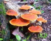 Reino Fungi (2)