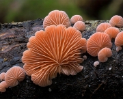 Reino Fungi (3)