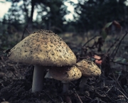 Reino Fungi (6)