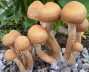 Reino Fungi (7)
