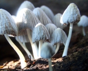 Reino Fungi (8)