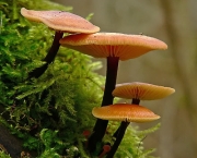 Reino Fungi (9)