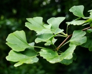ginkgo leaf
