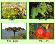 Biologia Reino Plantae (15)