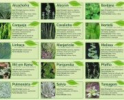 Ciências das Plantas Medicinais (7)