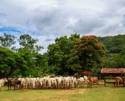 Cultura No Interior de Minas Gerais  (6)