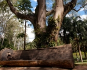 Cultura No Interior de Minas Gerais  (12)