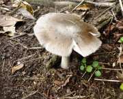 Reino Fungi (1)
