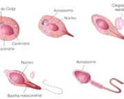 espermatogenese