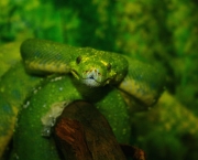 39527789 - green snake boa