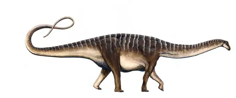 Rayosossaurus sp.